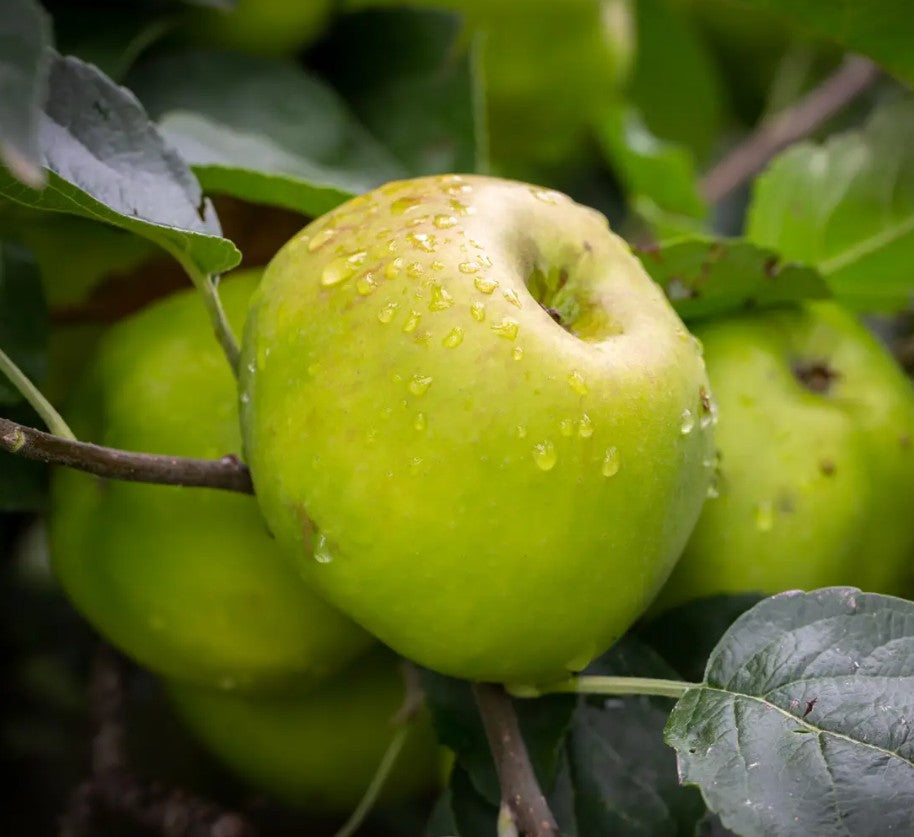Apple (Malus) Bountiful M27