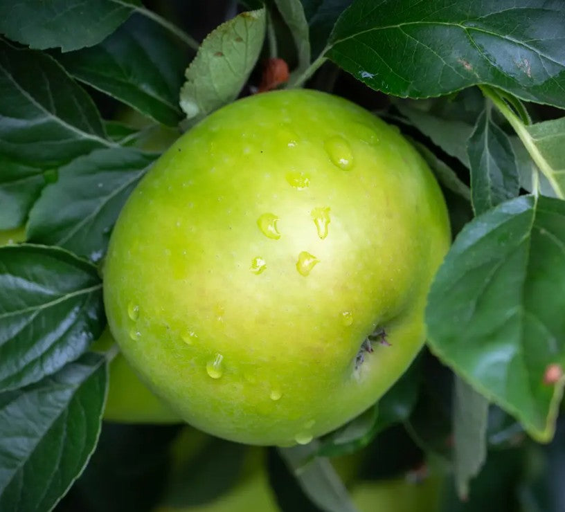 Apple (Malus) Bountiful M26