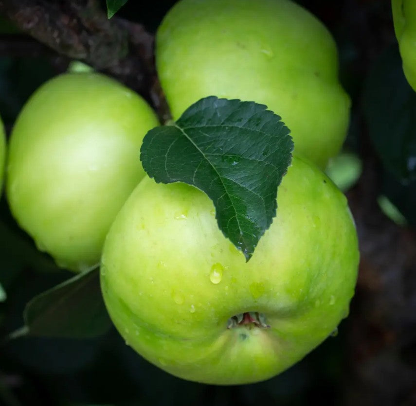 Apple (Malus) Bountiful M27