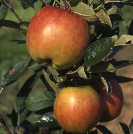 Apple (Malus) Braeburn Cordon M9