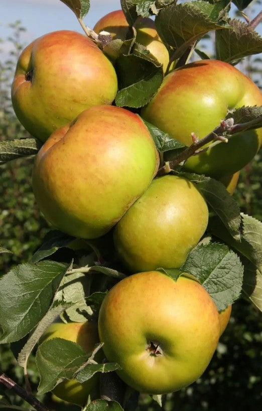 Apple (Malus) Bramley's Seedling M26