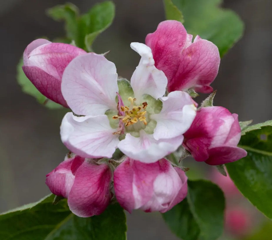 Apple (Malus) Bramley 20 Cordon M9
