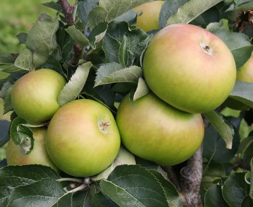 Apple (Malus) Bramley 20 Cordon M9