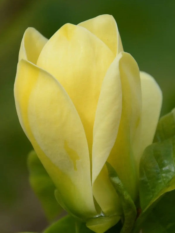 Magnolia x bro Yellow Bird (Yellow) — 12L Container