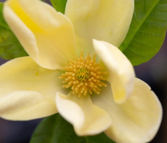 Magnolia x bro Yellow Bird (Yellow) — 12L Container