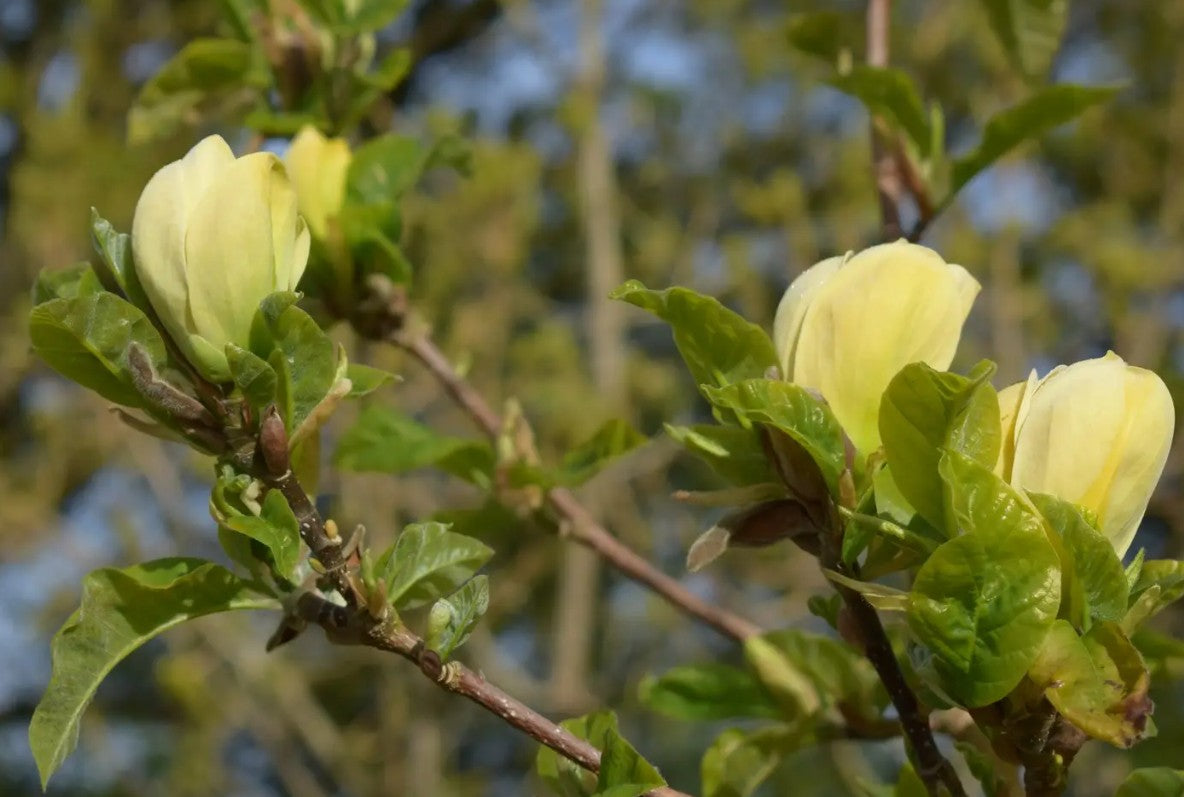 Magnolia x bro Yellow Bird (Yellow) — 12L Container