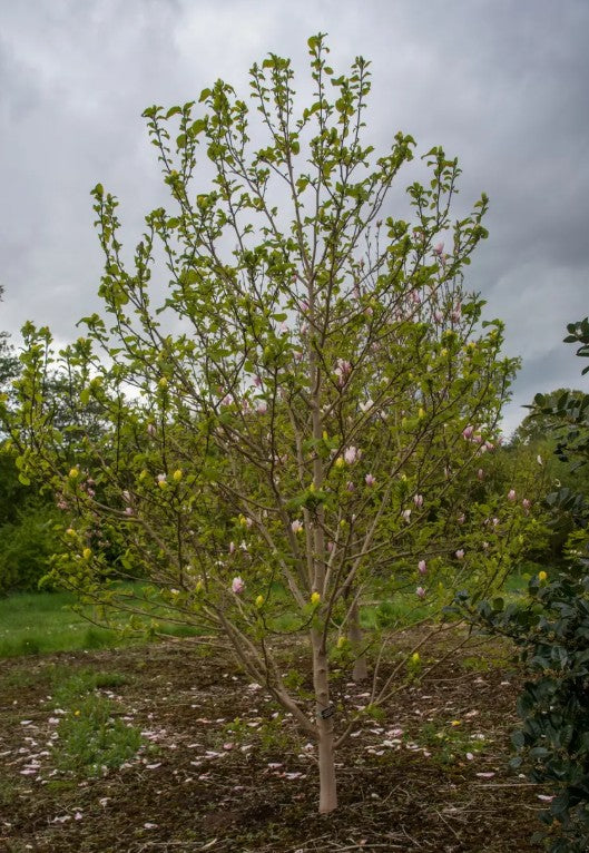 Magnolia x bro Yellow Bird (Yellow) — 12L Container