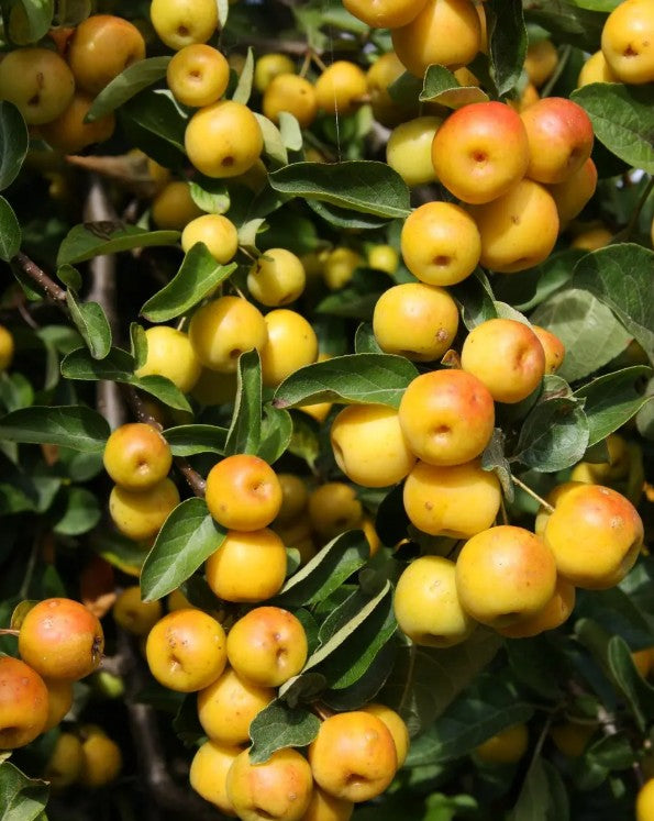 Malus Butterball — Patio — 11.5L container