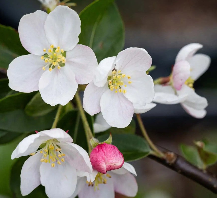 Malus Butterball — Patio — 11.5L container