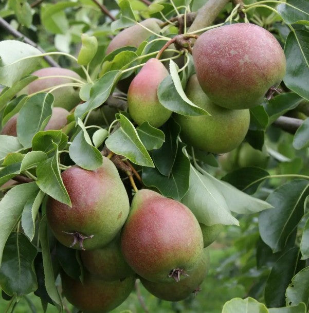 Pear (Pyrus) Christie 12L