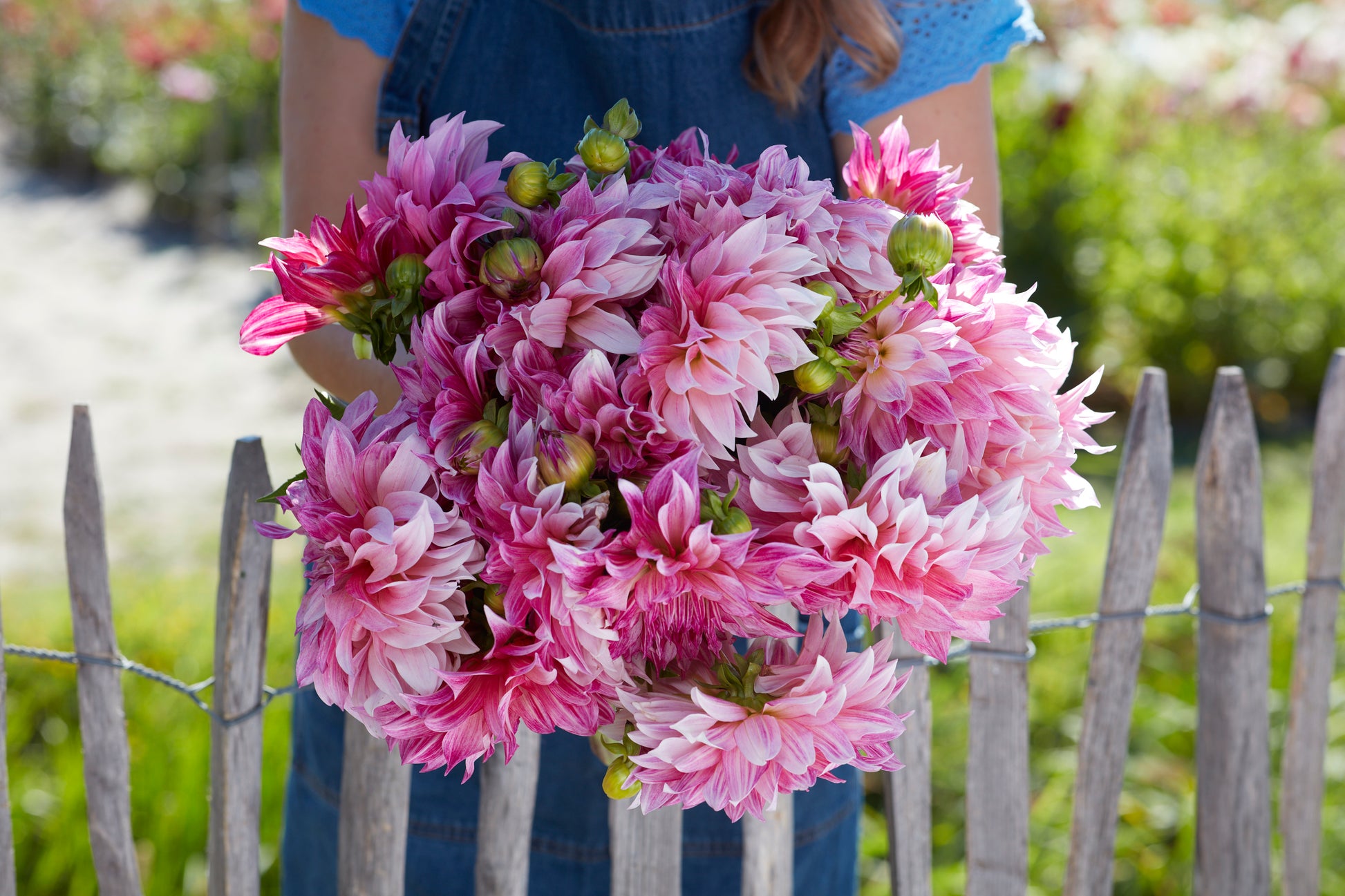 Cut Cafe au Lait Royal dahlia bouquet with large creamy apricot blooms and green stems
