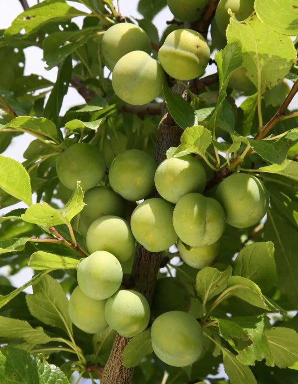 Gage (Prunus) Cambridge Half Standard