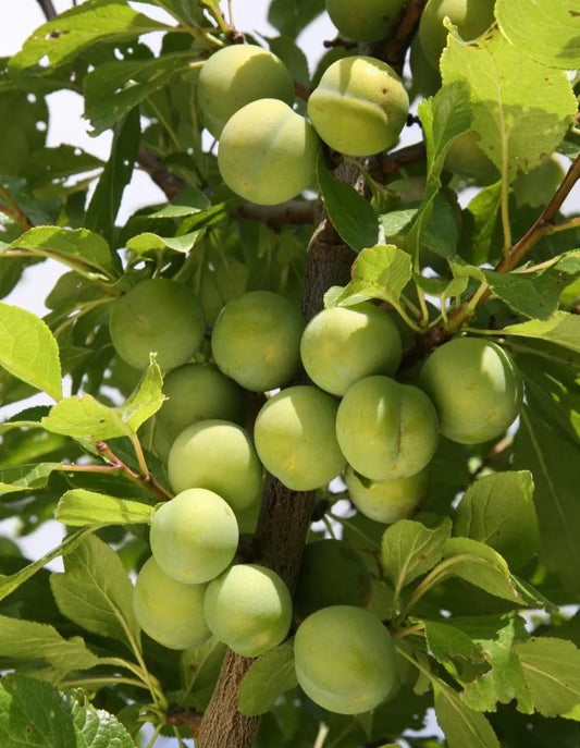 Gage (Prunus) Cambridge Half Standard