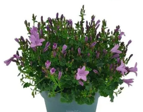 Campanula Ambella Pink
