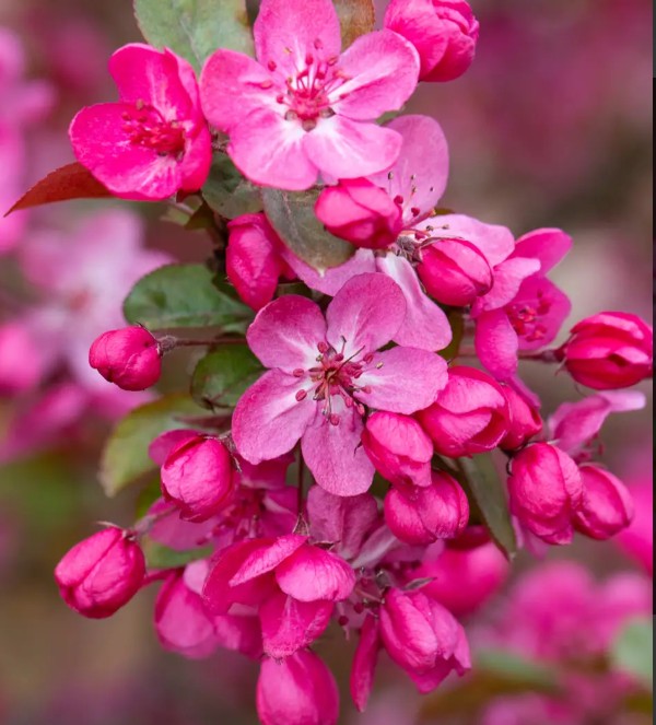 Malus Cardinal — 12L Container