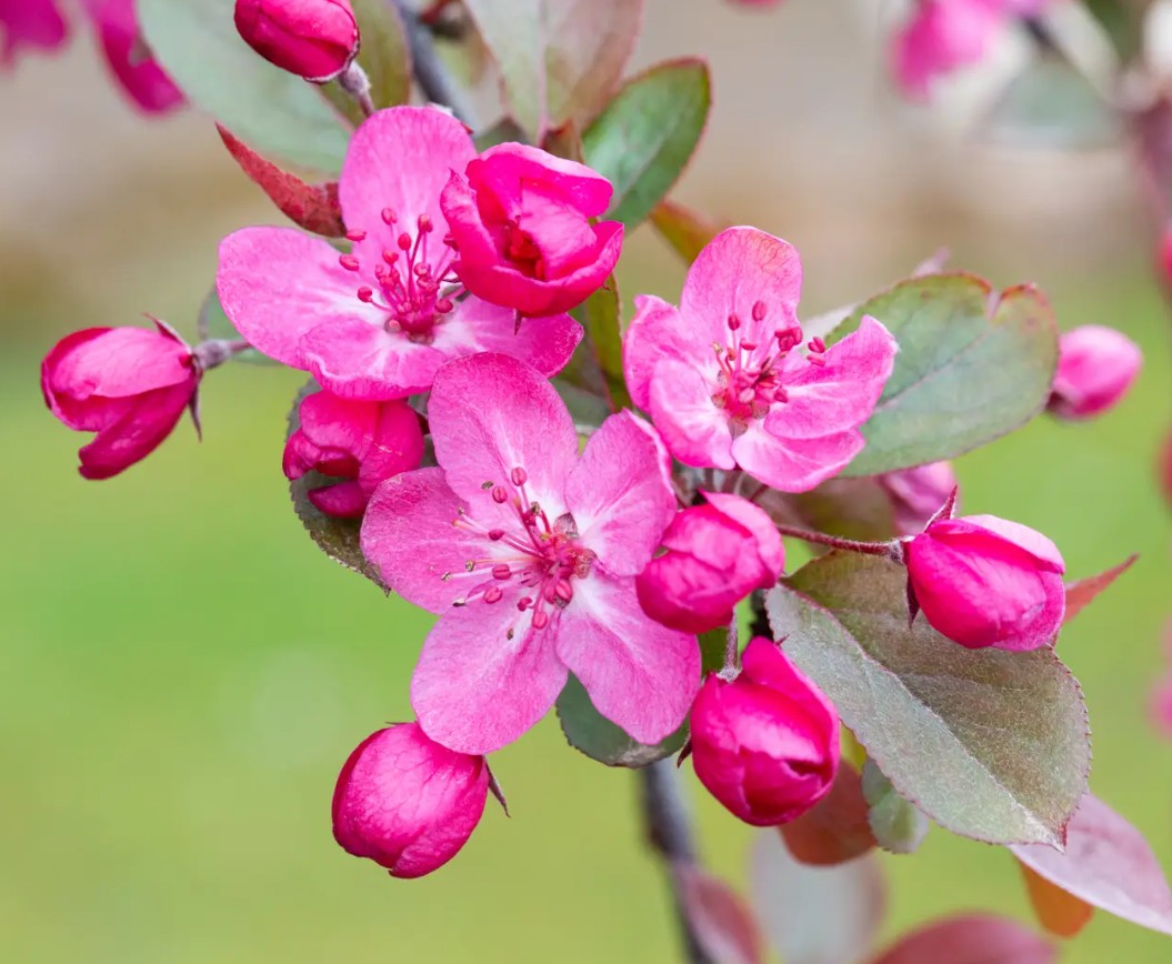 Malus Cardinal — 12L Container