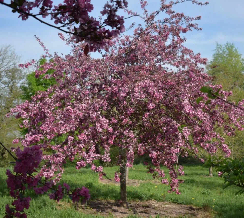 Malus Cardinal — 12L Container