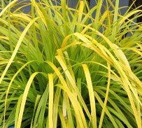 Carex oshimensis 'Everillo' 5L