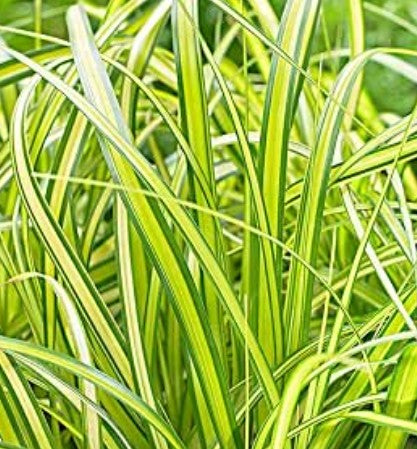 Carex oshimensis 'Eversheen' 2ltr