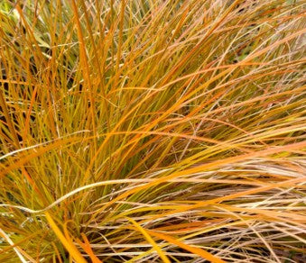 Carex testacea 'Prairie Fire' 2ltr
