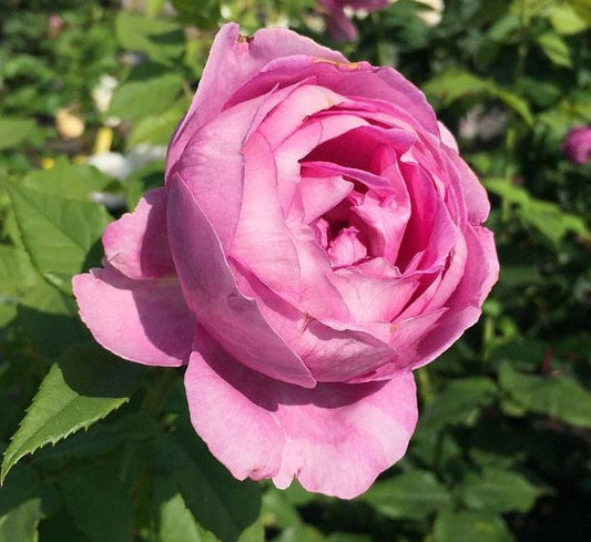 Rosa 'Carmen Wath'