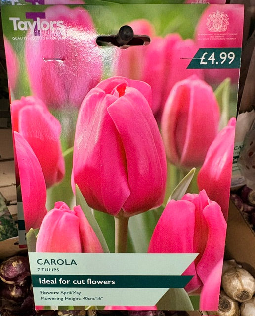 Taylors Bulbs Tulips `Carola` (7)