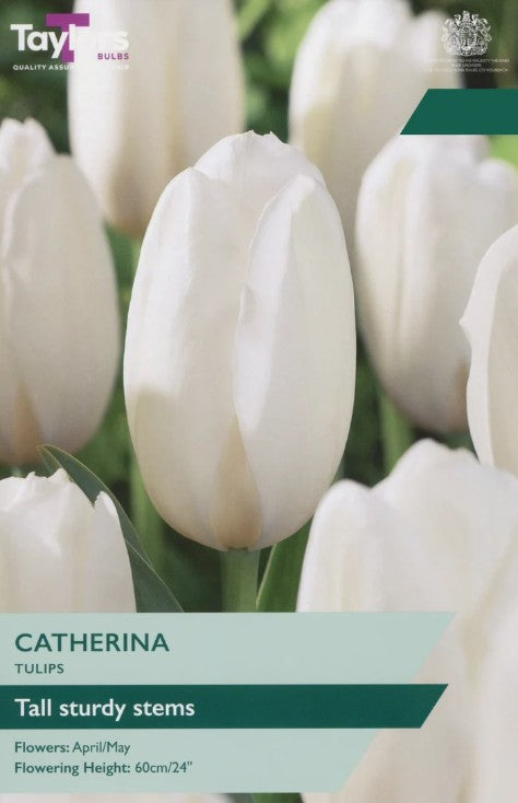 Taylor Bulbs Tulips `Catherina`(7)