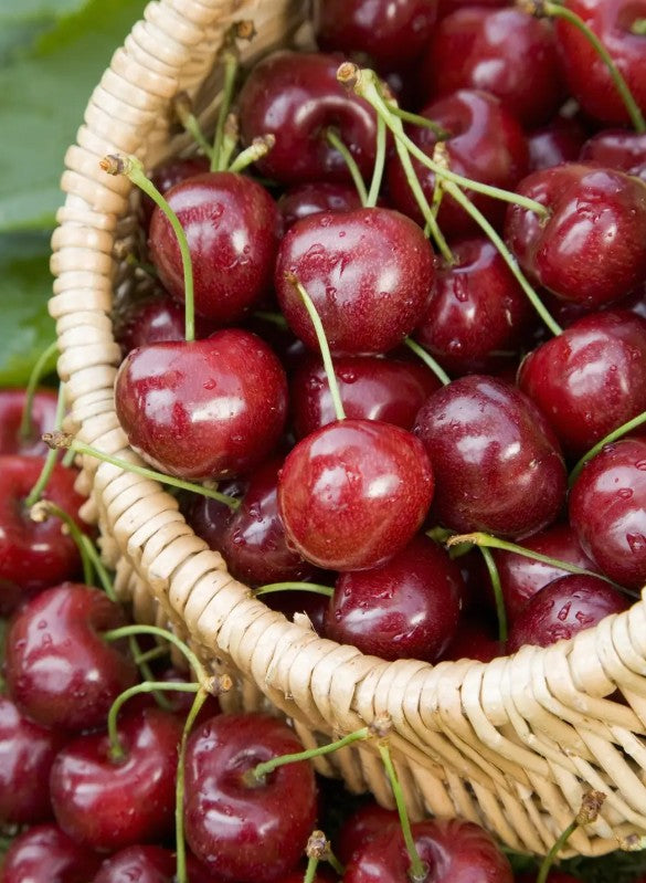 Cherry (Prunus) Celeste® Gisela 5®