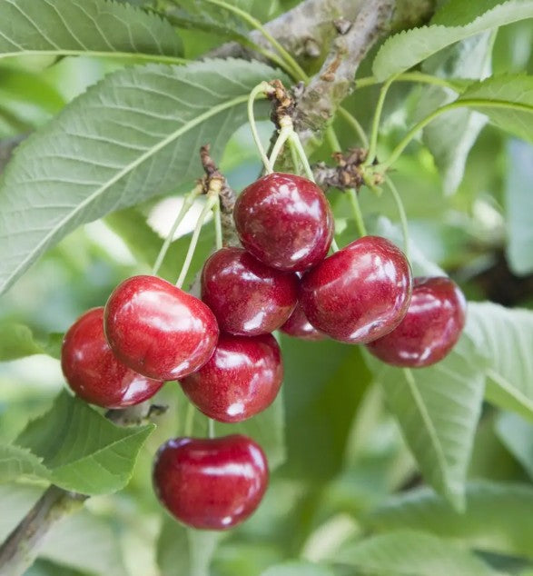 Cherry (Prunus) Celeste® Gisela 5®
