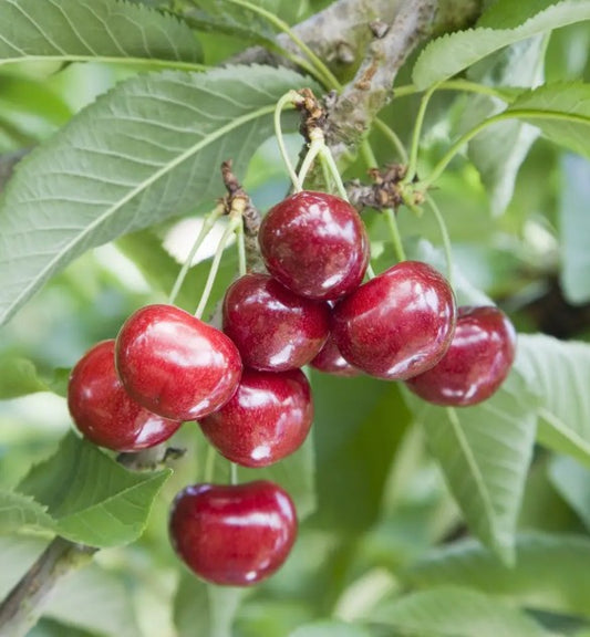 Cherry (Prunus) Celeste® Gisela 5®