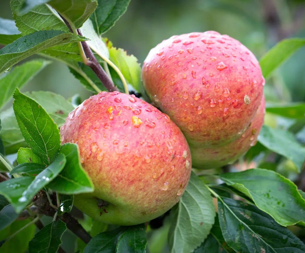 Apple (Malus) Charles Ross MM106