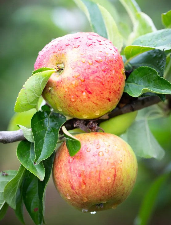 Apple (Malus) Charles Ross M26