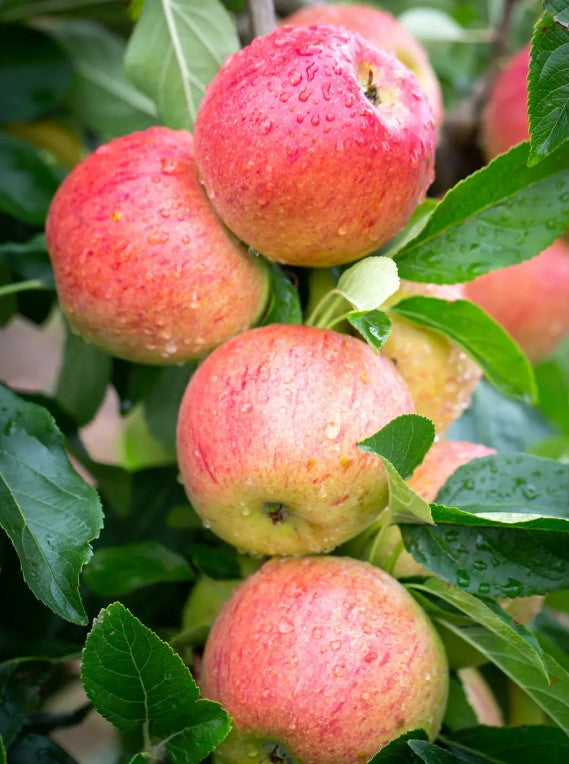 Apple (Malus) Charles Ross MM106