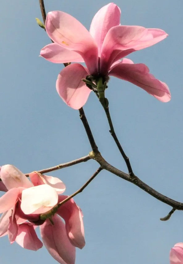 Magnolia cam Charles Raffill (Pink/Purple) — 12L Container