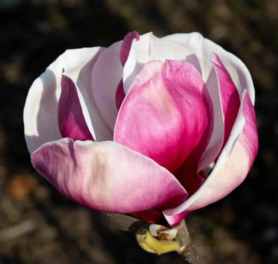 Magnolia cam Charles Raffill (Pink/Purple) — 12L Container