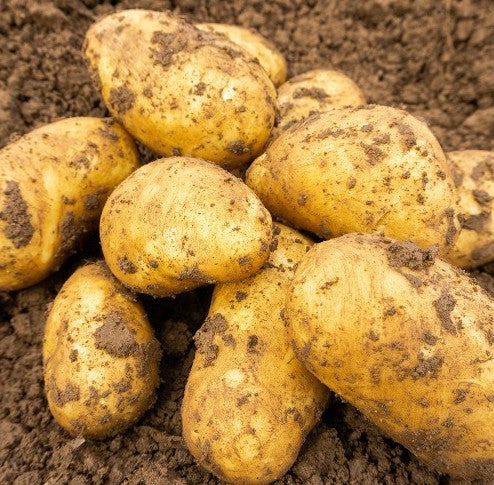 Seed Potato Charlotte
