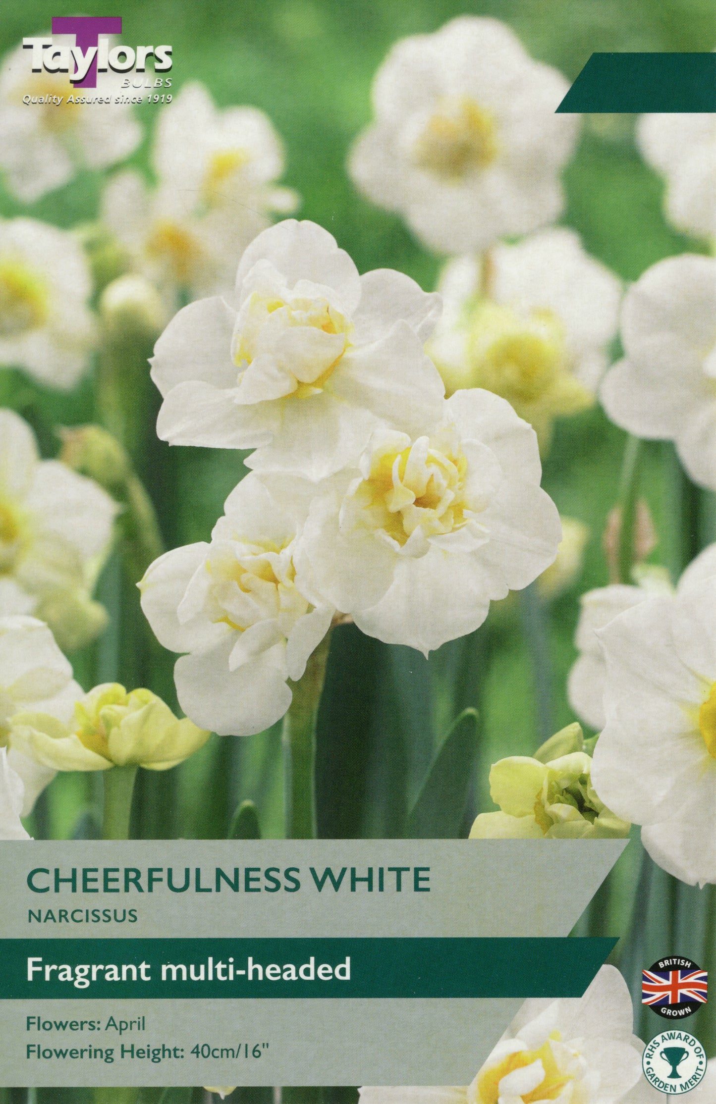 Cheerfulness White compact white-flowering bedding plant showcasing clusters of small white blooms