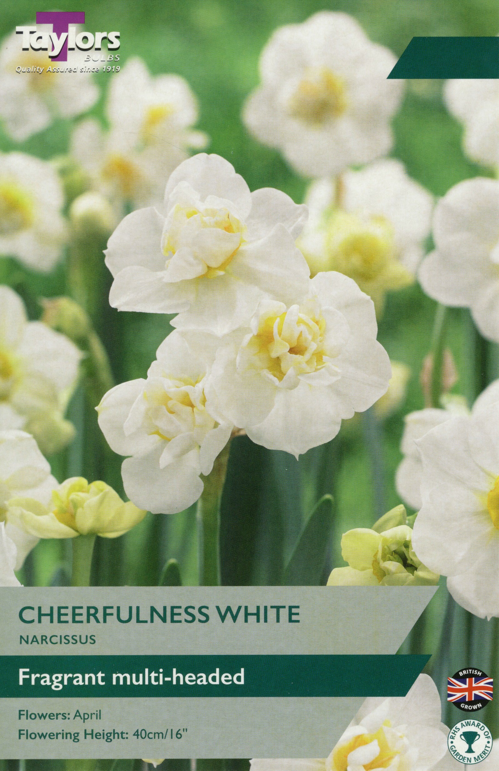 Cheerfulness White compact white-flowering bedding plant showcasing clusters of small white blooms