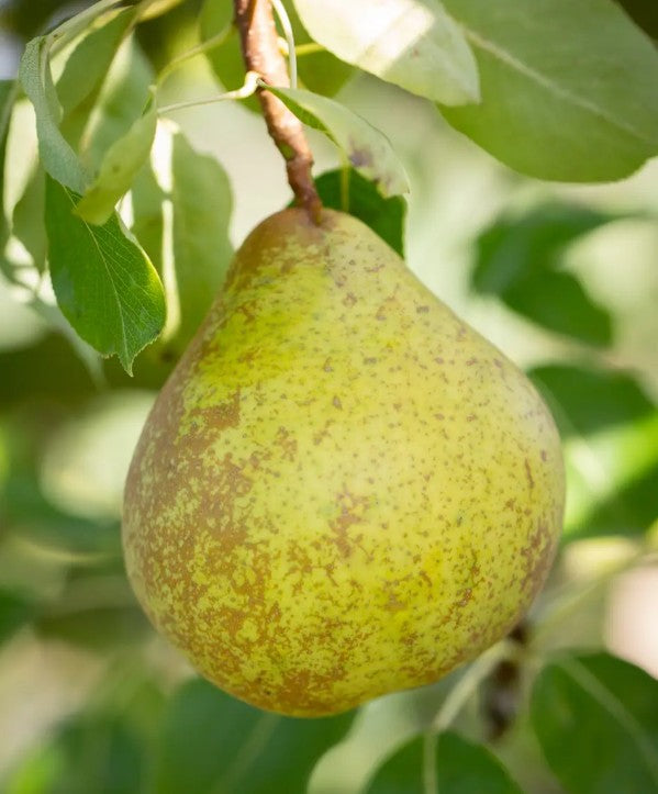 Pear (Pyrus) Christie 12L