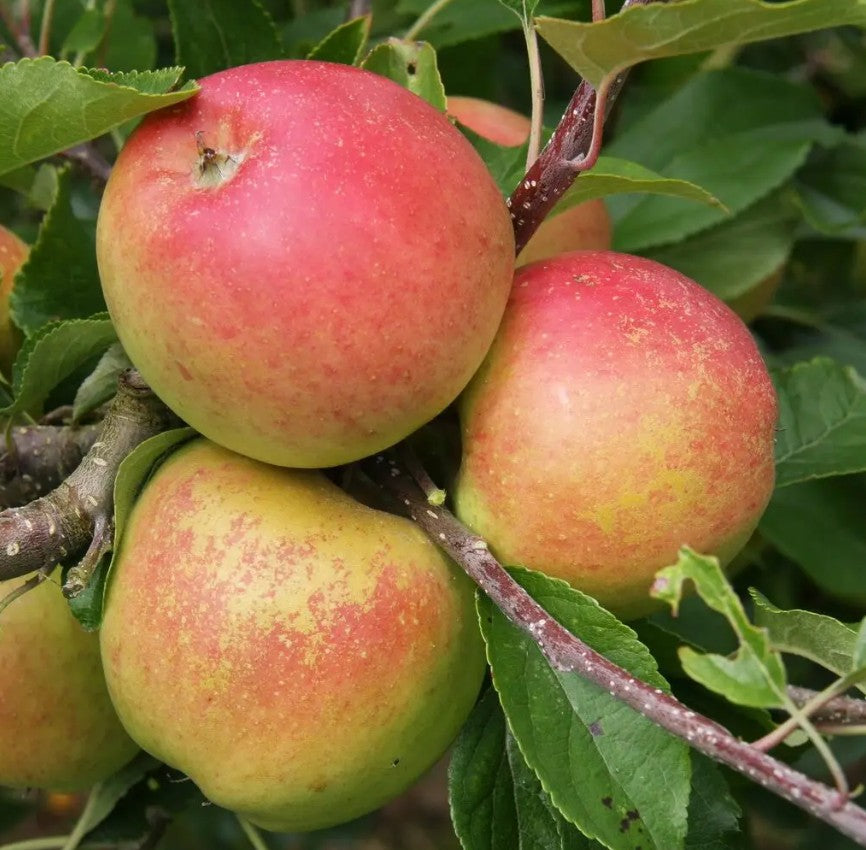 Apple (Malus) Christmas Pippin® M26