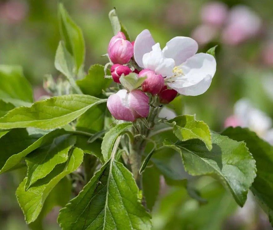 Apple (Malus) Christmas Pippin® M26