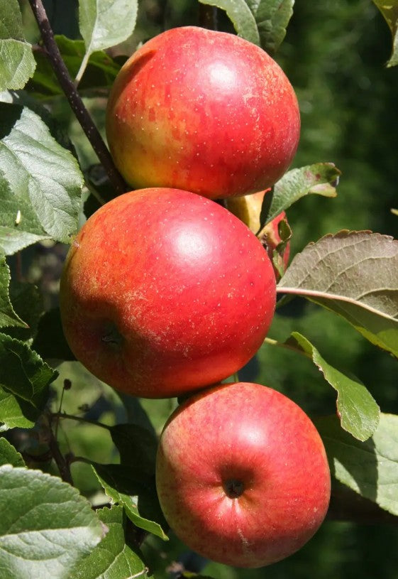 Apple (Malus) Christmas Pippin® M26