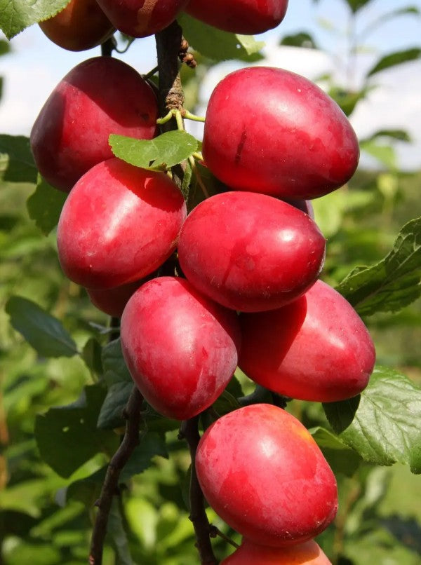 Mirabelle (Prunus) Ruby COLUMNAR™