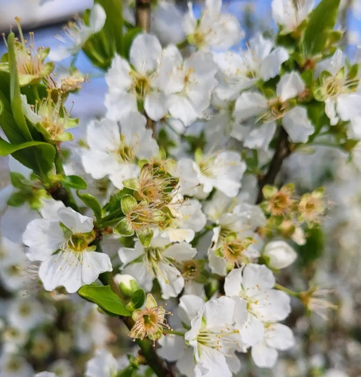 Mirabelle (Prunus) Ruby COLUMNAR™