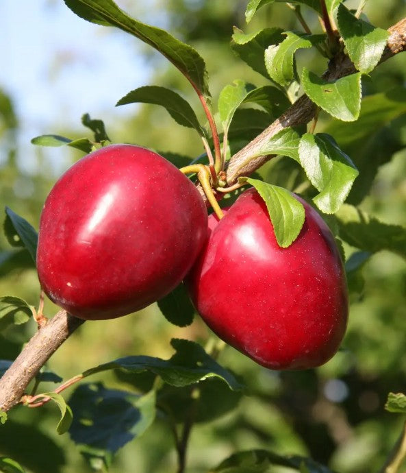 Mirabelle (Prunus) Ruby COLUMNAR™