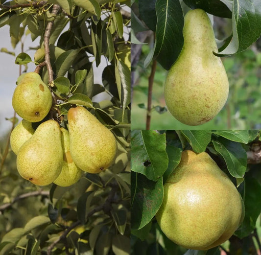 Pear (Pyrus) Concorde/Conference/Comice (Family)