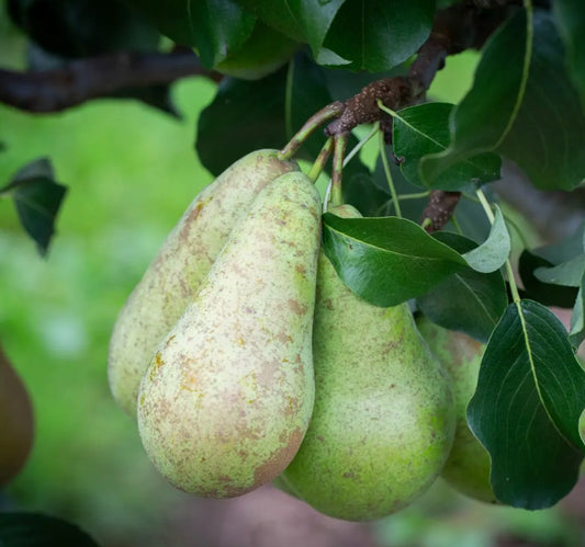Pear (Pyrus) Concorde 12L