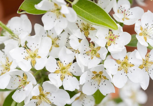 Pear (Pyrus) Concorde 12L Half Standard
