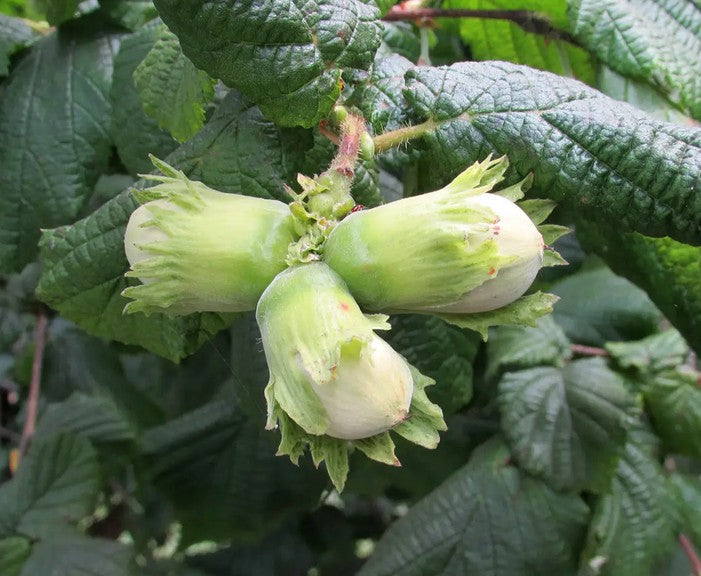 Filbert (Corylus) Cosford