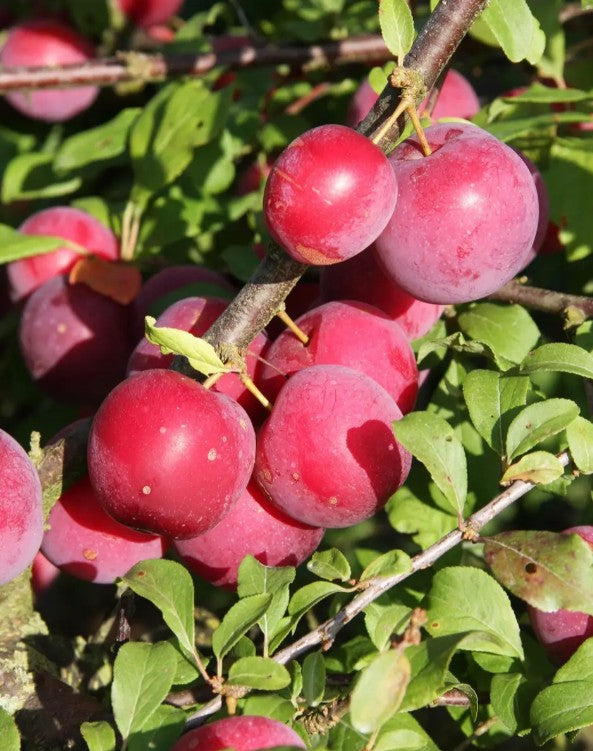 Mirabelle (Prunus) Countess 12L